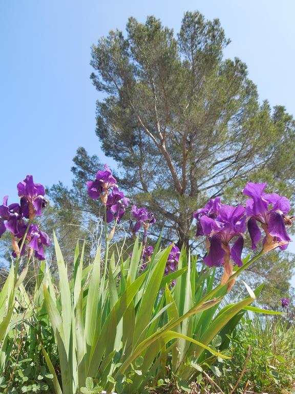 Les Lauriers Blancs Villa Callas Bagian luar foto